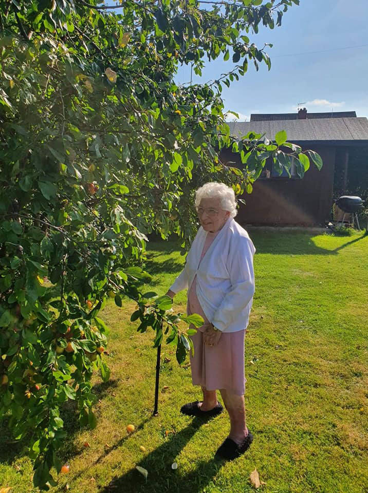 Elderly woman picking apples of an apple tree in the garden