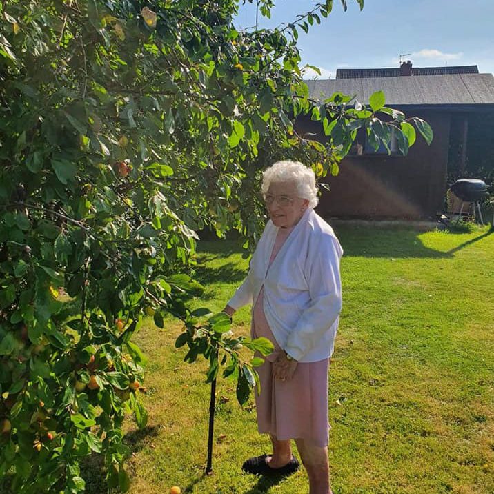 Elderly woman picking apples of an apple tree in the garden